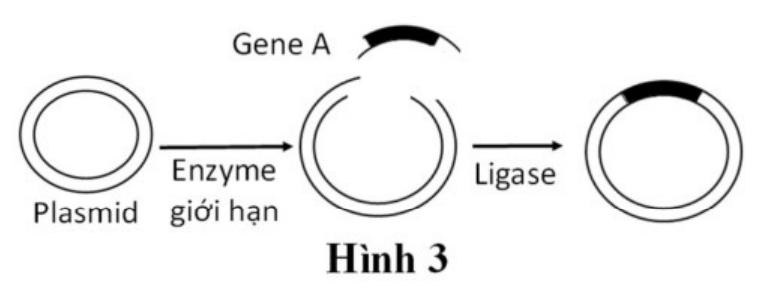 Hình 3: plasmid được cắt bởi enzyme giới hạn, ghép gene A vào và nối bằng ligase tạo thành vòng DNA có gene A