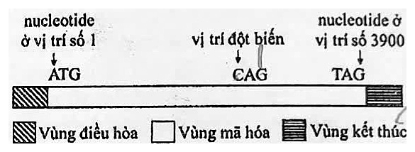 Sơ đồ gene: vùng điều hòa ở đầu trái, vùng mã hóa ở giữa bắt đầu bằng ATG tại nucleotide ở vị trí số 1 và kết thúc bằng TAG tại nucleotide ở vị trí số 3900, bộ ba CAG ở vị trí đột biến, vùng kết thúc ở đầu phải