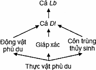 lưới thức ăn: thực vật phù du → động vật phù du, giáp xác, côn trùng thủy sinh → cá Dl → cá Lb