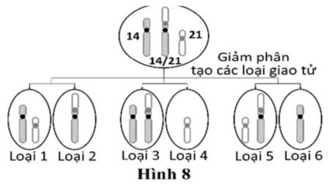 Hình 8: tế bào sinh trứng có NST 14, NST 21 và NST chuyển đoạn 14/21 giảm phân tạo 6 loại giao tử (loại 1 đến loại 6) với các tổ hợp NST khác nhau