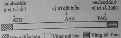 Sơ đồ gene: vùng điều hòa ở đầu trái, vùng mã hóa ở giữa bắt đầu bằng ATG tại nucleotide ở vị trí số 1 và kết thúc bằng TAG tại nucleotide ở vị trí số 3000, bộ ba AAA ở vị trí đột biến, vùng kết thúc ở đầu phải