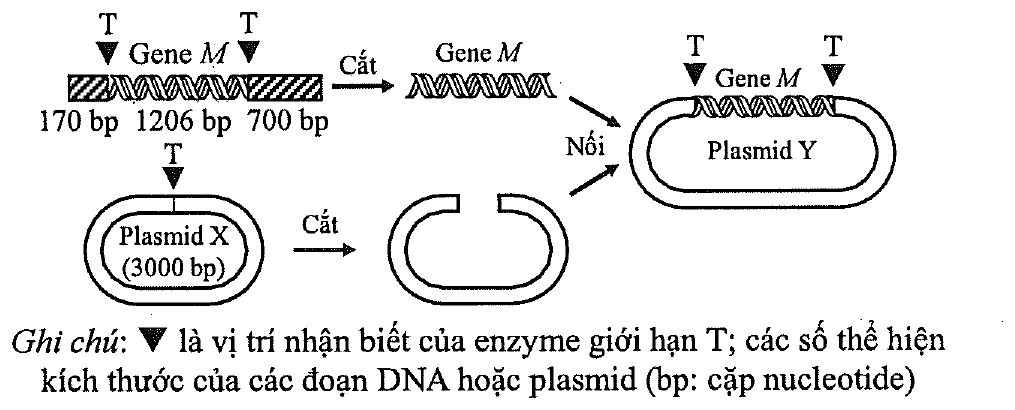 Sơ đồ tạo DNA tái tổ hợp: đoạn DNA gồm 170 bp, gene M 1206 bp và 700 bp, hai đầu gene M có vị trí nhận biết của enzyme giới hạn T, được cắt lấy gene M; plasmid X (3000 bp) có một vị trí T được cắt mở vòng; gene M được nối vào plasmid X tạo thành plasmid Y. Ghi chú: tam giác là vị trí nhận biết của enzyme giới hạn T; bp là cặp nucleotide