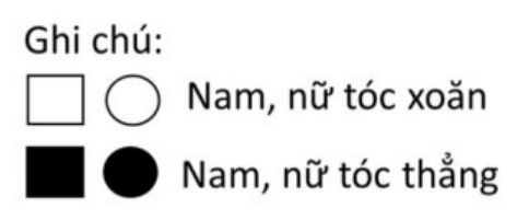 Ghi chú: hình vuông, hình tròn trắng là nam, nữ tóc xoăn; hình vuông, hình tròn đen là nam, nữ tóc thẳng