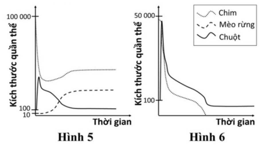 Hình 5 và Hình 6: đồ thị kích thước quần thể chim, mèo rừng và chuột theo thời gian; ở Hình 5 cả ba loài đạt trạng thái ổn định, ở Hình 6 khi không còn mèo rừng, chuột tăng mạnh rồi giảm, chim giảm dần về 0