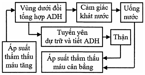 sơ đồ điều hòa áp suất thẩm thấu máu: áp suất thẩm thấu máu tăng → vùng dưới đồi tổng hợp ADH → cảm giác khát nước → uống nước; vùng dưới đồi → tuyến yên dự trữ và tiết ADH → thận → áp suất thẩm thấu máu cân bằng