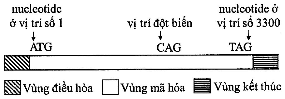 Sơ đồ gene: vùng điều hòa ở đầu trái, vùng mã hóa ở giữa bắt đầu bằng ATG tại nucleotide ở vị trí số 1 và kết thúc bằng TAG tại nucleotide ở vị trí số 3300, bộ ba CAG ở vị trí đột biến, vùng kết thúc ở đầu phải
