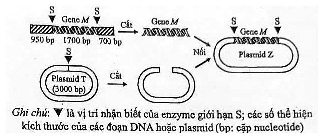 Sơ đồ tạo DNA tái tổ hợp: đoạn DNA gồm ba phần 950 bp, 1700 bp (gene M) và 700 bp, có hai vị trí cắt S hai bên gene M; cắt lấy gene M. Plasmid T (3000 bp) có một vị trí cắt S, cắt mở vòng. Nối gene M vào plasmid đã cắt tạo plasmid Z có hai vị trí S ở hai đầu gene M. Ghi chú: tam giác đen là vị trí nhận biết của enzyme giới hạn S; các số là kích thước đoạn DNA hoặc plasmid (bp: cặp nucleotide)