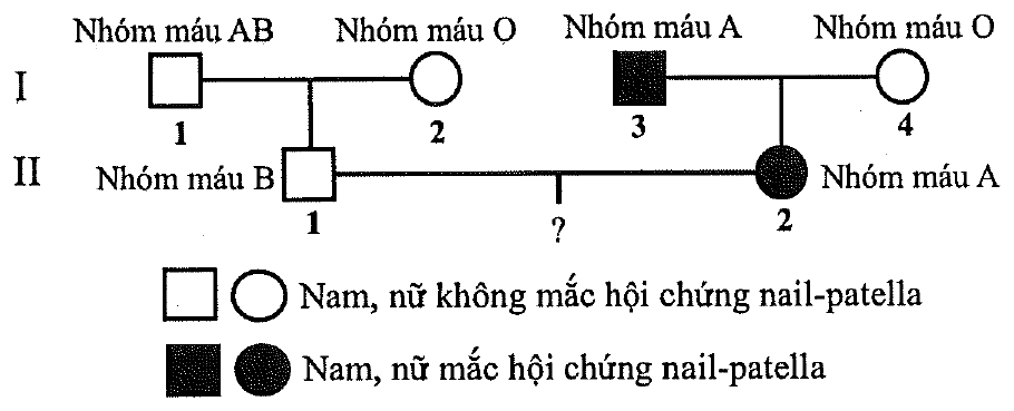 Phả hệ hai thế hệ: thế hệ I gồm cặp vợ chồng 1 (nam nhóm máu AB) – 2 (nữ nhóm máu O) và cặp 3 (nam nhóm máu A, mắc hội chứng) – 4 (nữ nhóm máu O); thế hệ II gồm người 1 (nam nhóm máu B, con của cặp 1 – 2) kết hôn với người 2 (nữ nhóm máu A, mắc hội chứng, con của cặp 3 – 4), con của họ chưa biết (?)