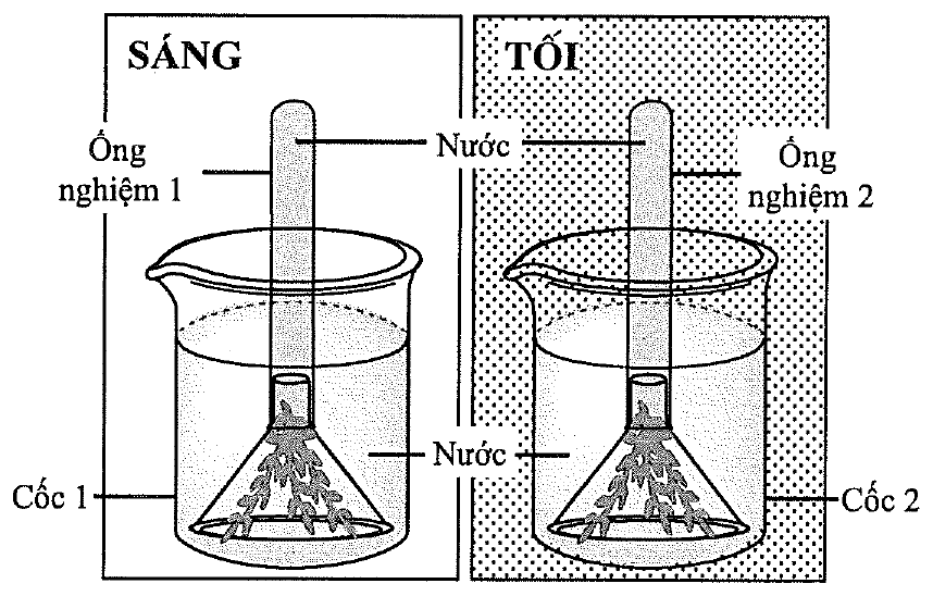 Hai cốc nước: cốc 1 đặt ngoài sáng, cốc 2 đặt trong tối; trong mỗi cốc có phễu úp trên cành rong đuôi chó, ống nghiệm chứa đầy nước úp ngược trên cuống phễu (ống nghiệm 1 và ống nghiệm 2)
