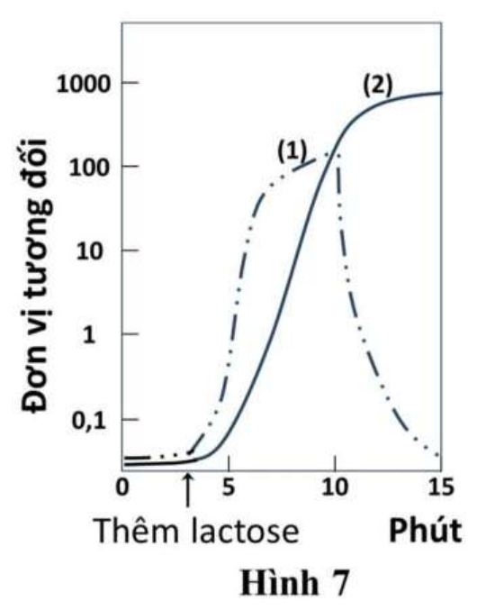 Hình 7: đồ thị đơn vị tương đối (thang log) theo phút; thêm lactose ở phút 3; đường (1) tăng nhanh rồi giảm mạnh từ phút 10; đường (2) tăng chậm hơn và đạt khoảng 1000 ở phút 15