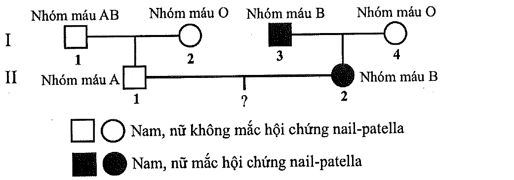 Phả hệ hai thế hệ. Thế hệ I: nam 1 nhóm máu AB không mắc bệnh kết hôn với nữ 2 nhóm máu O không mắc bệnh; nam 3 nhóm máu B mắc hội chứng nail-patella kết hôn với nữ 4 nhóm máu O không mắc bệnh. Thế hệ II: nam 1 nhóm máu A không mắc bệnh (con của I-1 và I-2) kết hôn với nữ 2 nhóm máu B mắc hội chứng (con của I-3 và I-4), con của họ chưa biết (dấu ?)