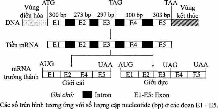 gene gồm vùng điều hòa, các exon E1 (300 bp), E2 (273 bp), E3 (297 bp), E4 (300 bp), E5 (303 bp) xen kẽ intron và vùng kết thúc; ATG ở đầu E1, TAG ở cuối E3, TAA ở cuối E5. mRNA trưởng thành ở giới cái gồm E1-E2-E4-E5 (AUG…UAA); ở giới đực gồm E1-E2-E3-E4-E5 (AUG…UAG…UAA)