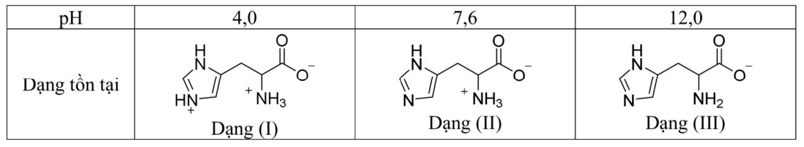 Bảng dạng tồn tại của histidine: pH 4,0 là dạng (I) có vòng imidazole mang điện dương, nhóm NH3+ và COO−; pH 7,6 là dạng (II) có NH3+ và COO−; pH 12,0 là dạng (III) có NH2 và COO−