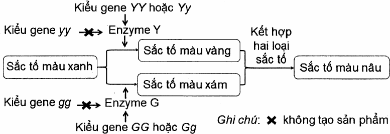 sơ đồ: sắc tố màu xanh được enzyme Y (do kiểu gene YY hoặc Yy tạo ra; kiểu gene yy không tạo enzyme) chuyển thành sắc tố màu vàng, và được enzyme G (do kiểu gene GG hoặc Gg tạo ra; kiểu gene gg không tạo enzyme) chuyển thành sắc tố màu xám; kết hợp hai loại sắc tố vàng và xám tạo sắc tố màu nâu