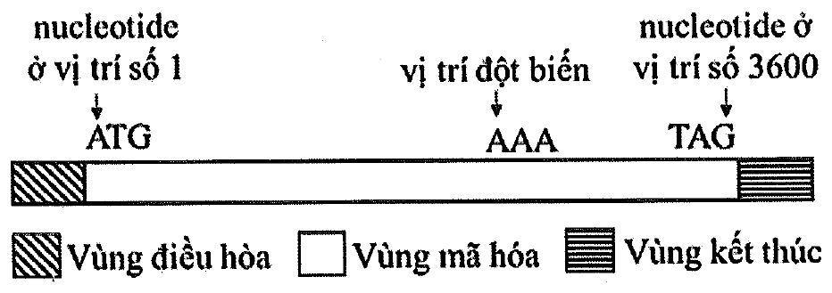 Sơ đồ gene: vùng điều hòa ở đầu trái, vùng mã hóa ở giữa bắt đầu bằng ATG tại nucleotide ở vị trí số 1 và kết thúc bằng TAG tại nucleotide ở vị trí số 3600, bộ ba AAA ở vị trí đột biến, vùng kết thúc ở đầu phải