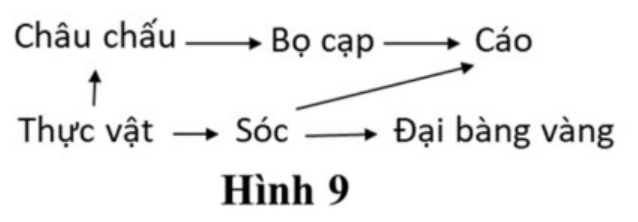 Hình 9: lưới thức ăn; thực vật là thức ăn của châu chấu và sóc; châu chấu là thức ăn của bọ cạp; bọ cạp và sóc là thức ăn của cáo; sóc là thức ăn của đại bàng vàng