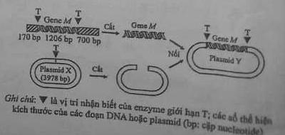 Sơ đồ tạo DNA tái tổ hợp: đoạn DNA gồm 170 bp, gene M 1206 bp và 700 bp, hai đầu gene M có vị trí nhận biết của enzyme giới hạn T, được cắt lấy gene M; plasmid X (3978 bp) có một vị trí T được cắt mở vòng; gene M được nối vào plasmid X tạo thành plasmid Y. Ghi chú: tam giác là vị trí nhận biết của enzyme giới hạn T; bp là cặp nucleotide