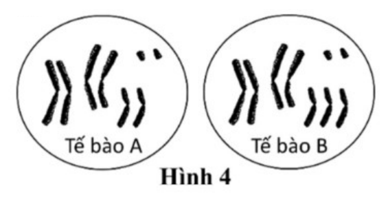 Hình 4: bộ NST của tế bào A (các NST đều thành cặp) và tế bào B (một nhóm có 3 chiếc)