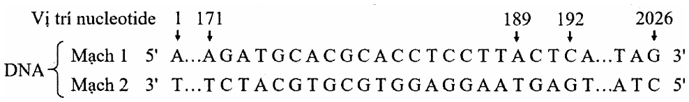 đoạn DNA gồm mạch 1: 5' A...AGATGCACGCACCTCCTTACTCA...TAG 3' và mạch 2: 3' T...TCTACGTGCGTGGAGGAATGAGT...ATC 5', đánh dấu vị trí nucleotide 1, 171, 189, 192 và 2026