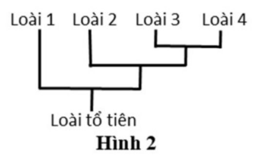 Hình 2: cây phát sinh từ loài tổ tiên; loài 1 tách ra sớm nhất, sau đó loài 2, cuối cùng loài 3 và loài 4 tách nhau