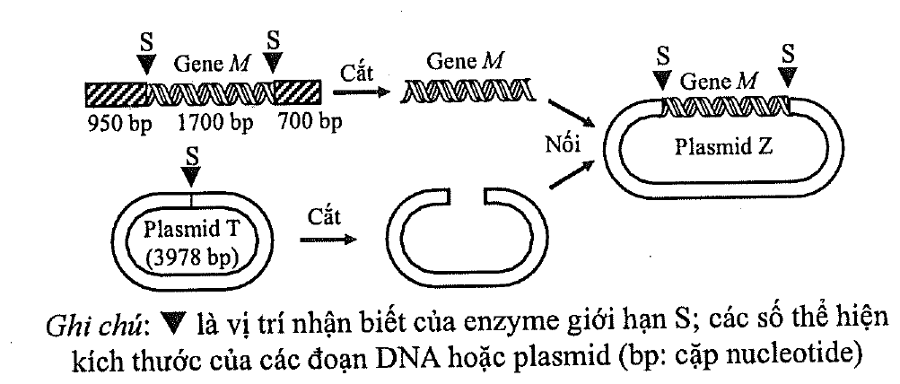 Sơ đồ tạo DNA tái tổ hợp: đoạn DNA gồm ba phần 950 bp, 1700 bp (gene M) và 700 bp, có hai vị trí cắt S hai bên gene M; cắt lấy gene M. Plasmid T (3978 bp) có một vị trí cắt S, cắt mở vòng. Nối gene M vào plasmid đã cắt tạo plasmid Z có hai vị trí S ở hai đầu gene M. Ghi chú: tam giác đen là vị trí nhận biết của enzyme giới hạn S; các số là kích thước đoạn DNA hoặc plasmid (bp: cặp nucleotide)