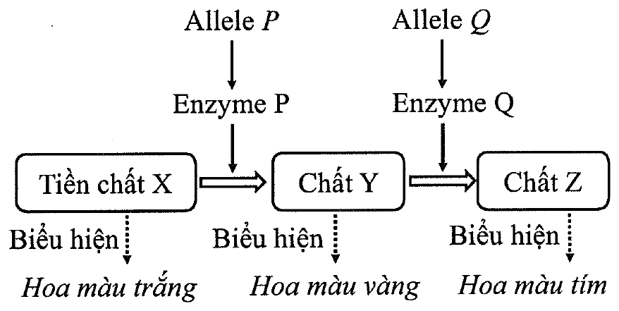 Sơ đồ chuyển hóa: allele P mã hóa enzyme P xúc tác biến tiền chất X (hoa màu trắng) thành chất Y (hoa màu vàng); allele Q mã hóa enzyme Q xúc tác biến chất Y thành chất Z (hoa màu tím)