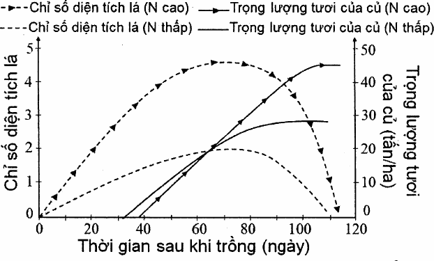 đồ thị theo thời gian sau khi trồng (0 – 120 ngày): chỉ số diện tích lá ở N cao đạt cực đại khoảng 4,6 vào ngày 70 rồi giảm mạnh, ở N thấp đạt khoảng 2 vào ngày 65; trọng lượng tươi của củ ở N cao bắt đầu muộn hơn (khoảng ngày 40) và đạt khoảng 45 tấn/ha, ở N thấp bắt đầu khoảng ngày 32 và đạt khoảng 28 tấn/ha