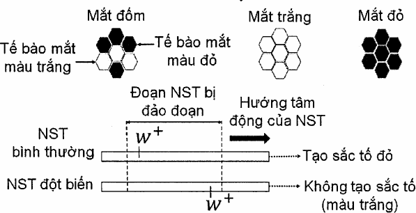 minh họa mắt đốm (xen lẫn tế bào mắt màu trắng và màu đỏ), mắt trắng, mắt đỏ; NST bình thường mang allele w⁺ tạo sắc tố đỏ, NST đột biến đảo đoạn đưa allele w⁺ về gần tâm động nên không tạo sắc tố (màu trắng)