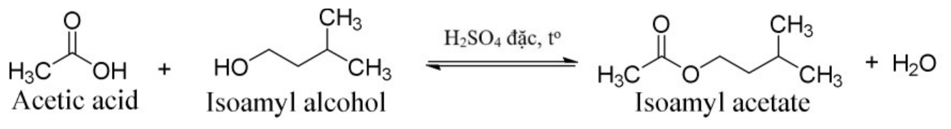 Phương trình: acetic acid + isoamyl alcohol, xúc tác H2SO4 đặc, đun nóng, phản ứng thuận nghịch tạo isoamyl acetate + H2O (công thức khung phân tử)