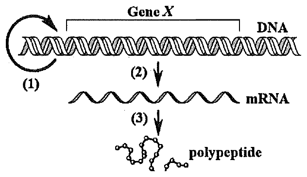 Sơ đồ: phân tử DNA chứa gene X có mũi tên vòng (1) quay lại chính nó; mũi tên (2) từ DNA xuống mRNA; mũi tên (3) từ mRNA xuống chuỗi polypeptide