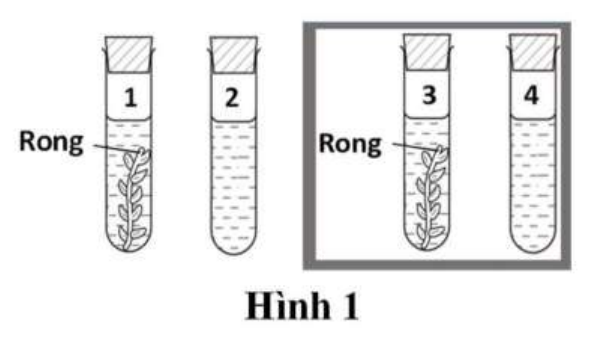 Hình 1: bốn ống nghiệm chứa nước; ống 1 và ống 3 có rong, ống 2 và ống 4 không có rong; ống 3 và ống 4 đặt trong hộp tối